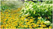 Arzneipflanzen im Botanischen Garten